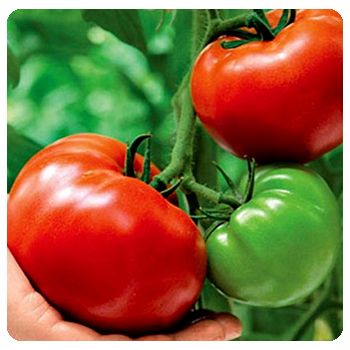 Благодаря средству Агросев био томаты перестали болеть.