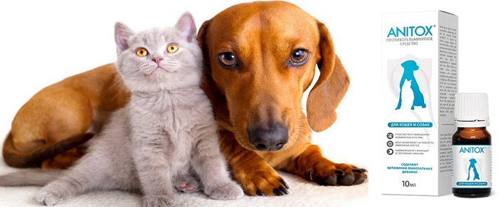 Anitox от паразитов и глистов для кошек и собак: позаботьтесь о здоровье своих домашних любимцев!