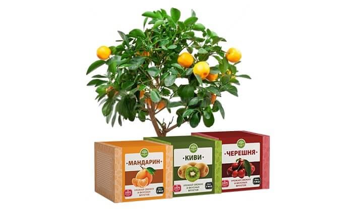 Домашний сад плодовые мини-деревья, мандарин, киви, вишня: подарите себе возможность кушать здоровую пищу каждый день!
