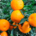 Экстракт горького апельсина