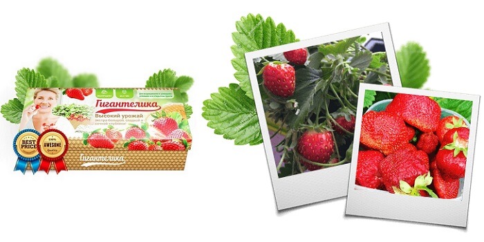 Гигантелика УРОЖАЙ КРУПНОЙ И ВКУСНОЙ КЛУБНИКИ: выращивайте ягоды размером с ладонь!