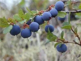 Уникальные свойства северной ягоды