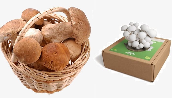 Грибное место набор для выращивания грибов: очень популярный продукт в современном мире!