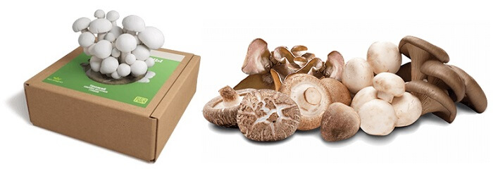 ГРИБНОЕ МЕСТО грибница для выращивания грибов дома: быстрый старт, минимальные инвестиции!