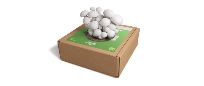 ГРИБНОЕ МЕСТО грибница для выращивания грибов дома: быстрый старт, минимальные инвестиции!