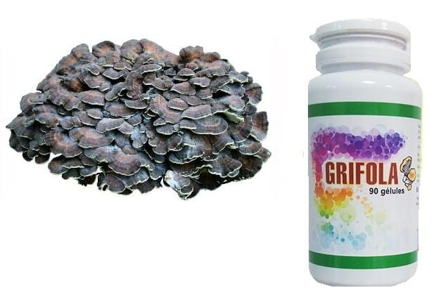 grifola1