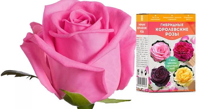 Гибридные королевские розы Свои цветы круглый год: радуйте себя и близких чудесными цветами!