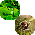 Листья Винограда и семена Дурмана в составе крема