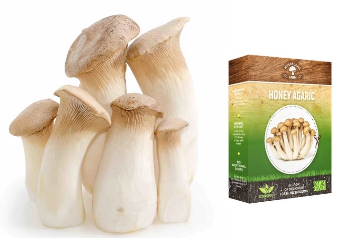 Mushrooms Farm домашнее выращивание грибов: позволяет получить больше 5 кг урожая всего за пару месяцев!