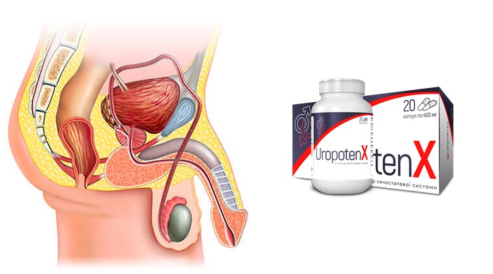 UropotenX для потенции: устраняет эректильные дисфункции и увеличивает выработку тестостерона!
